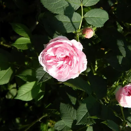 Ferienwohnungen Am Rosengarten
